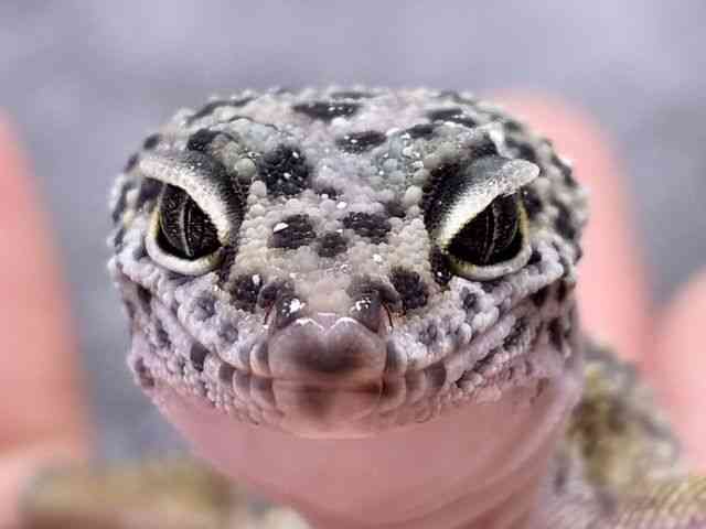 ヒョウモントカゲモドキ