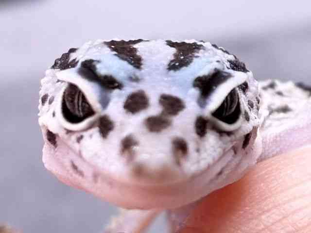 ヒョウモントカゲモドキ