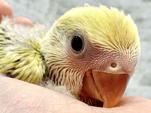 
                    コザクラインコ