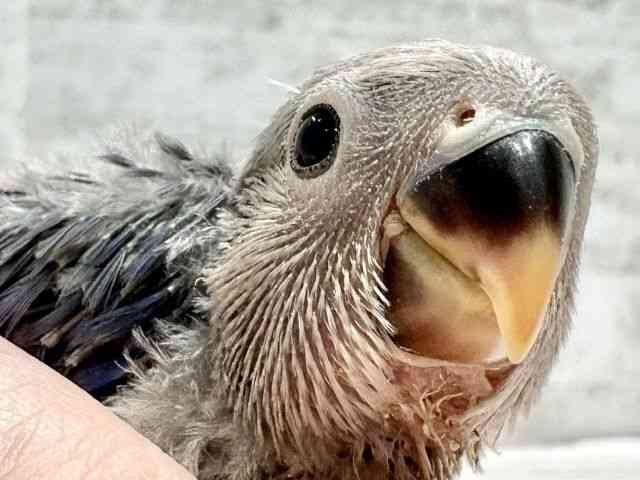 
                    コザクラインコ