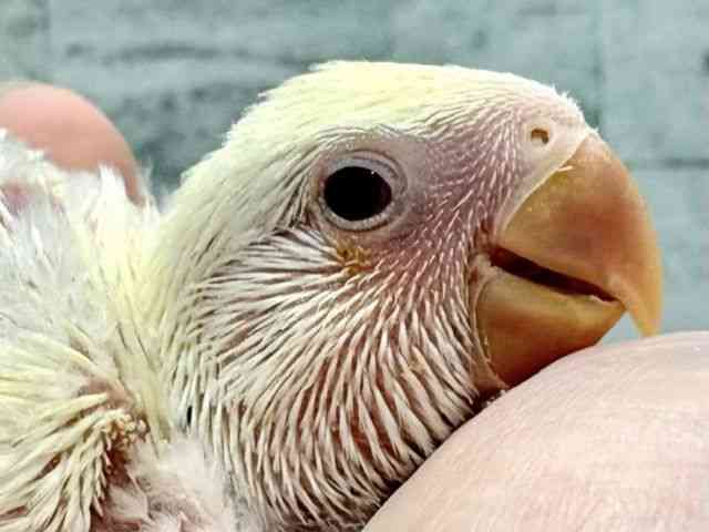 
                    コザクラインコ