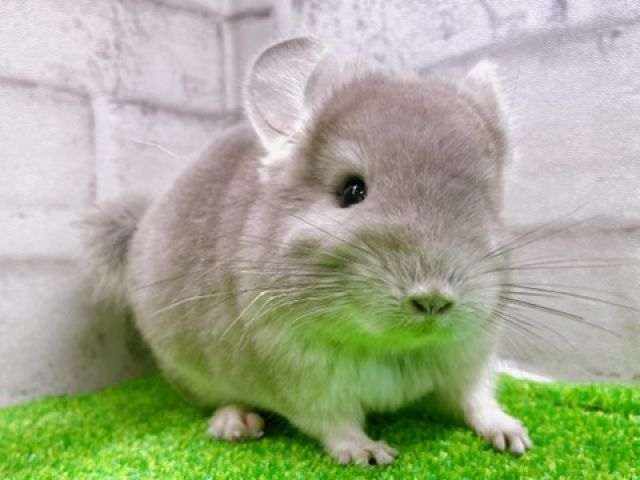 小動物　チンチラ、フェレットなど 当店1番人気！チンチラ・ヴァイオレット・女の子！