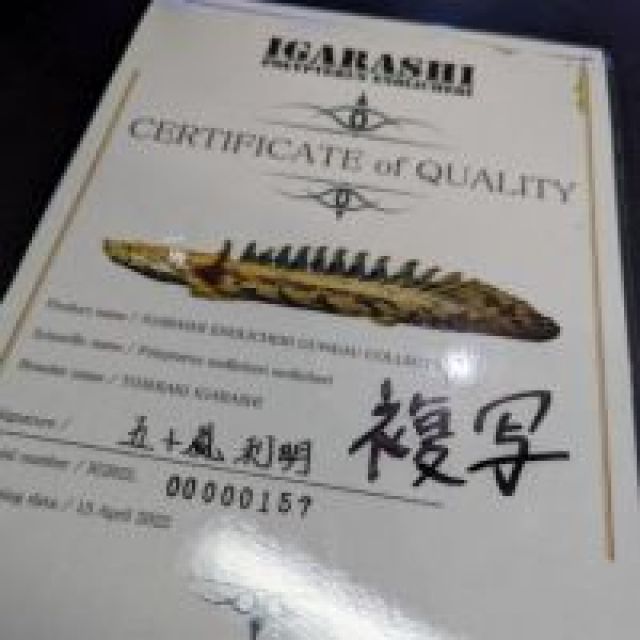 エンドリケリー・エンドリケリー[五十嵐エンドリケリー ギニア