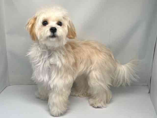 京都府のマルプー(マルチーズ×プードル) (ひごペットフレンドリー洛北阪急スクエア店/2025年3月2日生まれ/女の子/クリーム)の子犬の2枚目の画像