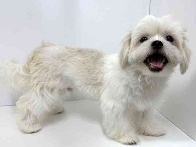 和歌山県のペキマル/マルペキ(ペキニーズ×マルチーズ) (ひごペットフレンドリーパームシティ和歌山店/2025年3月30日生まれ/男の子/ホワイト)の子犬の2枚目の画像