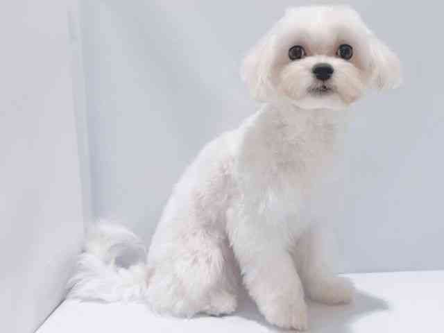 大阪府のマルチーズ (ひごペットフレンドリーイズミヤショッピングセンター千里丘店/2025年4月2日生まれ/男の子/ホワイト)の子犬の2枚目の画像