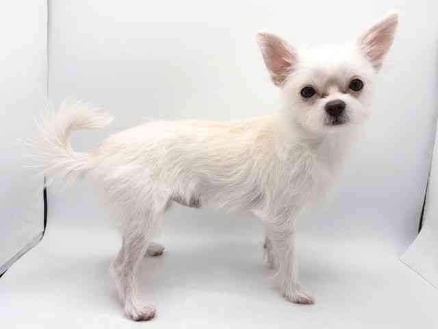 奈良県のチワマル/マルチワ(チワワ×マルチーズ) (ひごペットフレンドリー田原本店/2025年4月5日生まれ/男の子/ホワイト)の子犬の2枚目の画像