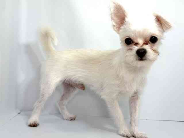 大阪府のハーフ犬・ミックス犬 (ひごペットフレンドリーイオンそよら海老江店/2025年4月5日生まれ/男の子/ホワイト)の子犬の2枚目の画像