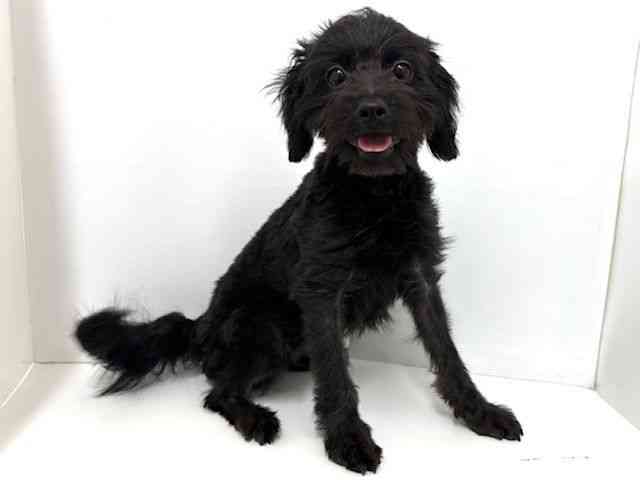 大阪府のハーフ犬・ミックス犬 (ひごペットフレンドリーベルファⅡ都島店/2025年4月11日生まれ/男の子/ブラック)の子犬の2枚目の画像