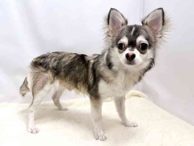 広島県のチワワ(ロング) (ひごペットフレンドリーゆめタウン廿日市店/2025年4月21日生まれ/男の子/ウルフホワイト)の子犬の2枚目の画像