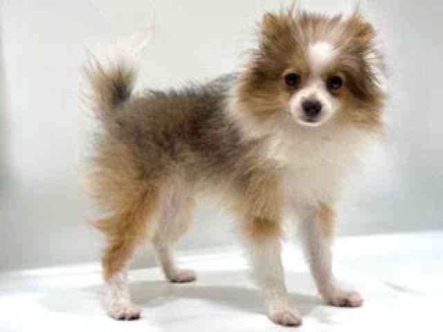 愛知県のポメラニアン (ひごペットフレンドリーヴィアモール アピタ江南西店/2025年4月25日生まれ/女の子/オレンジホワイト)の子犬の2枚目の画像