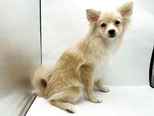 奈良県のポメラニアン (ひごペットフレンドリートナリエ大和高田店/2025年4月27日生まれ/男の子/クリーム)の子犬の2枚目の画像