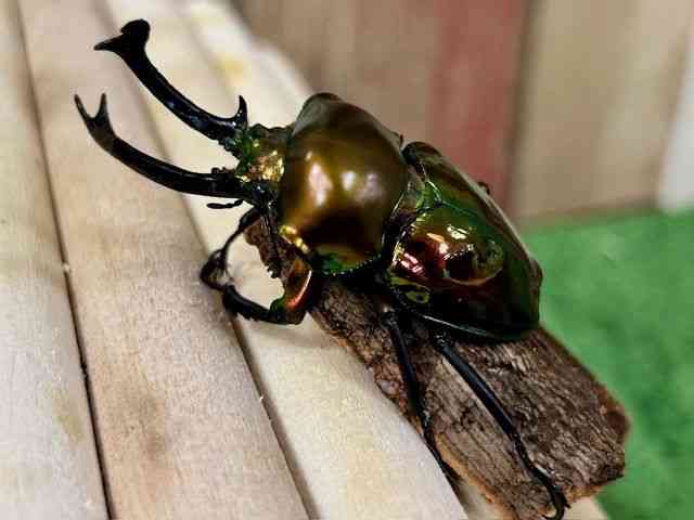 外国産[ニジイロクワガタ 55UPペア] | ひごペットフレンドリー 【 公式