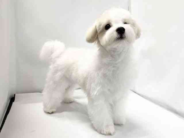 愛媛県のマルプー(マルチーズ×プードル) (ひごペットフレンドリーイオンモール今治新都市店/2025年5月5日生まれ/男の子/アプリコット)の子犬の2枚目の画像