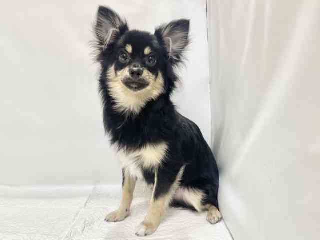 高知県のポメチワ/チワポメ/ポメチー(ポメラニアン×チワワ) (ひごペットフレンドリーイオンモール高知店/2025年5月4日生まれ/男の子/ブラックタン)の子犬の2枚目の画像