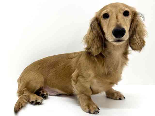 大阪府のカニンヘンダックスフンド(ロング) (ひごペットフレンドリーくずはモール店/2025年5月8日生まれ/男の子/シェーデットイエロー)の子犬の2枚目の画像