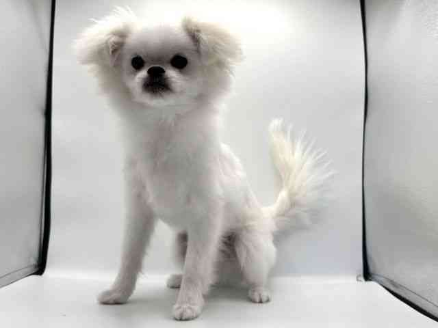 愛知県のハーフ犬・ミックス犬 (ひごペットフレンドリープライムツリー赤池店/2025年5月7日生まれ/男の子/ホワイト)の子犬の2枚目の画像