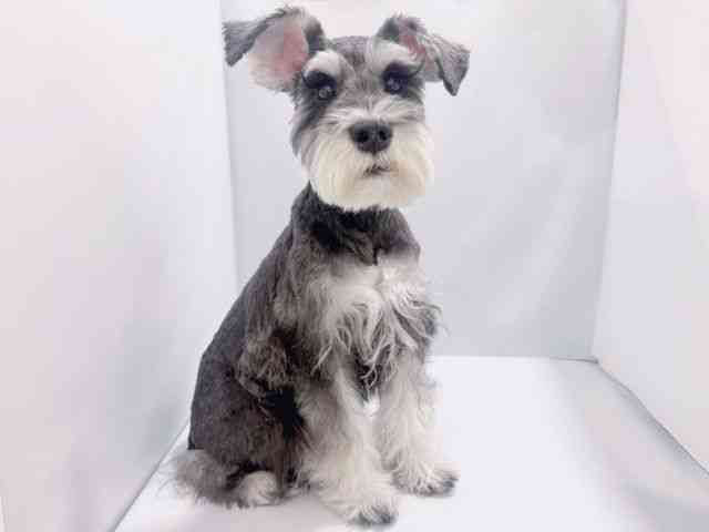 大阪府のミニチュアシュナウザー (ひごペットフレンドリーイズミヤショッピングセンター千里丘店/2025年5月11日生まれ/男の子/ソルトペッパー)の子犬の2枚目の画像