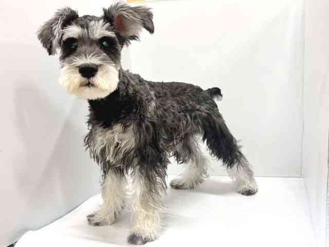 奈良県のミニチュアシュナウザー (ひごペットフレンドリー奈良パワーシティ店/2025年5月11日生まれ/男の子/ソルトペッパー)の子犬の2枚目の画像