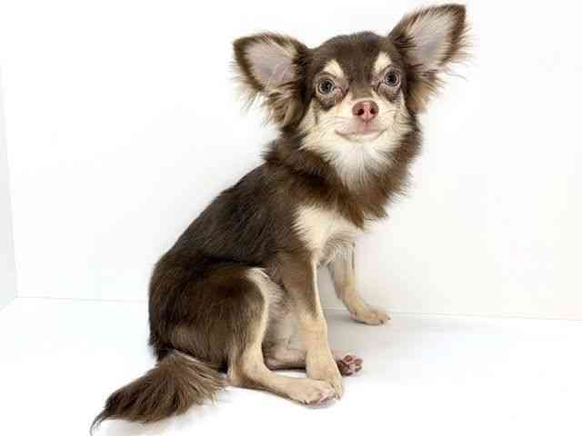 大阪府のチワワ(ロング) (ひごペットフレンドリーいこらもーる泉佐野店/2025年5月11日生まれ/男の子/チョコレートクリーム)の子犬の2枚目の画像