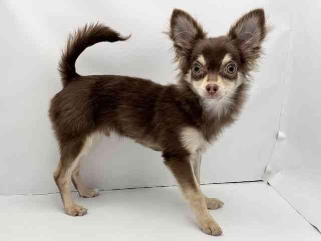 兵庫県のチワワ(ロング) (ひごペットフレンドリークラウンパーク伊丹店/2025年5月11日生まれ/男の子/チョコレートクリーム)の子犬の2枚目の画像