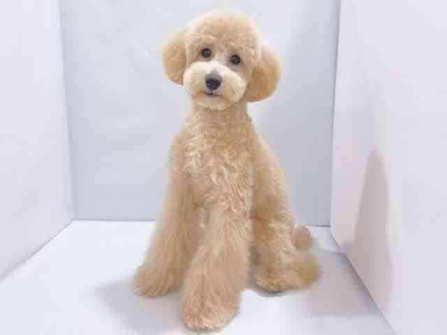 大阪府のトイプードル(トイ) (ひごペットフレンドリーイズミヤショッピングセンター千里丘店/2025年5月12日生まれ/男の子/アプリコット)の子犬の2枚目の画像