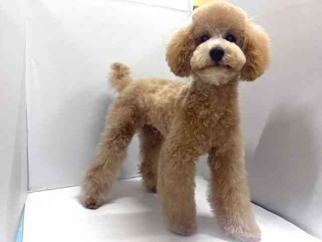 奈良県のトイプードル(トイ) (ひごペットフレンドリー奈良パワーシティ店/2025年5月12日生まれ/男の子/アプリコット)の子犬の2枚目の画像