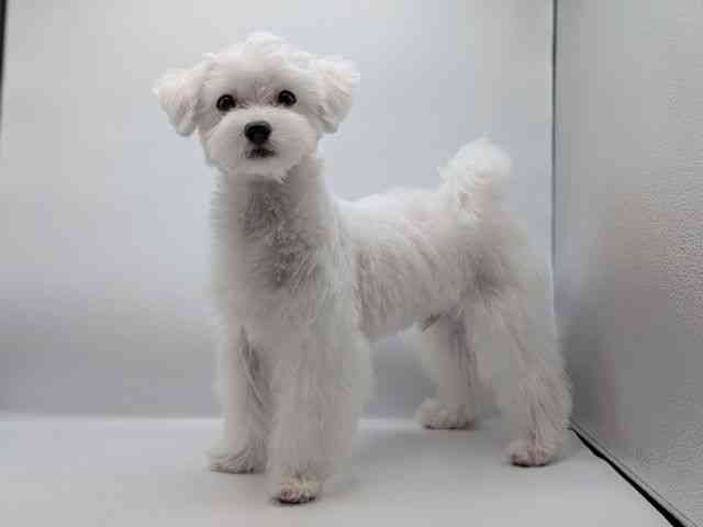 香川県のマルチーズ (ひごペットフレンドリーゆめタウン高松店/2025年5月12日生まれ/男の子/ホワイト)の子犬の2枚目の画像