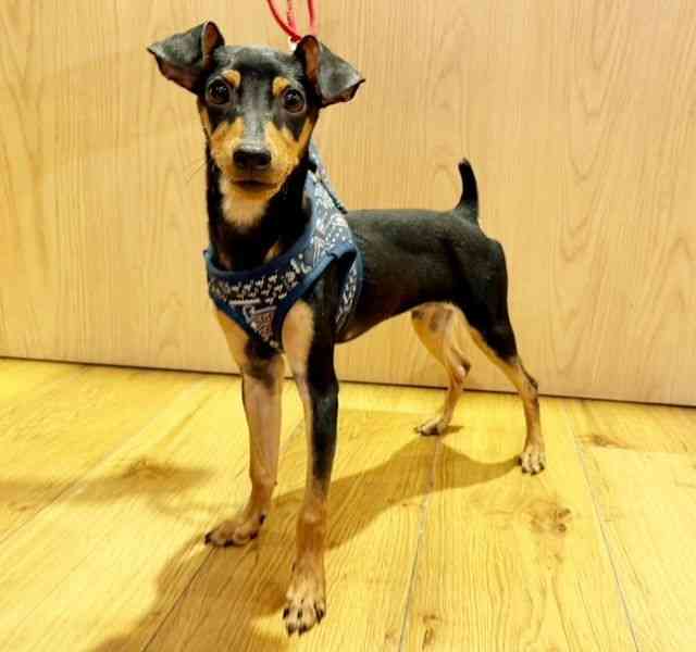 兵庫県のミニチュアピンシャー (ひごペットフレンドリーコロワ甲子園店/2025年5月13日生まれ/男の子/ブラックタン)の子犬の2枚目の画像