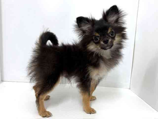 大阪府のポメチワ/チワポメ/ポメチー(ポメラニアン×チワワ) (ひごペットフレンドリーベルファⅡ都島店/2025年5月15日生まれ/男の子/ブラックタン)の子犬の2枚目の画像