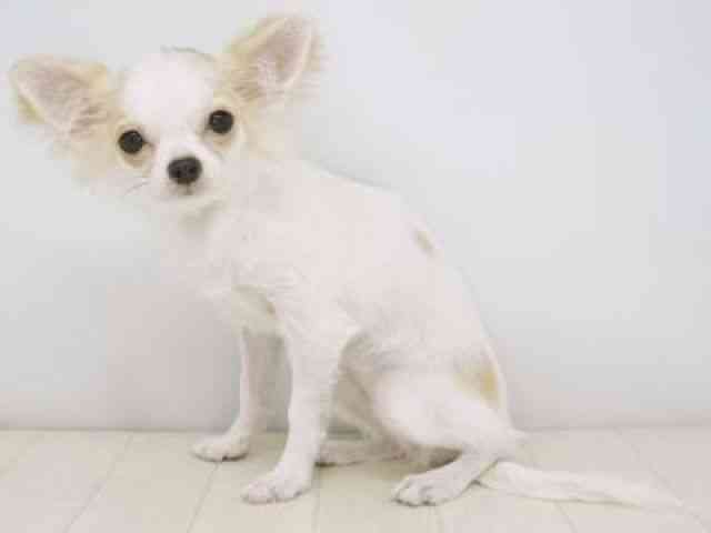 福岡県のチワワ(ロング) (ひごペットフレンドリーゆめタウン筑紫野店/2025年5月18日生まれ/女の子/ホワイトレッド)の子犬の2枚目の画像