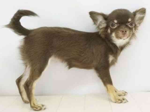 福岡県のチワワ(ロング) (ひごペットフレンドリーゆめタウン筑紫野店/2025年5月20日生まれ/女の子/チョコレートタン)の子犬の2枚目の画像