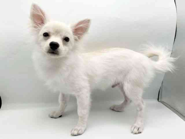 奈良県のポメチワ/チワポメ/ポメチー(ポメラニアン×チワワ) (ひごペットフレンドリートナリエ大和高田店/2025年5月22日生まれ/男の子/クリーム)の子犬の2枚目の画像