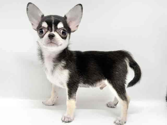 大阪府のチワワ(スムース) (ひごペットフレンドリーイオンタウン豊中庄内店/2025年5月24日生まれ/男の子/ブラックタンホワイト)の子犬の2枚目の画像