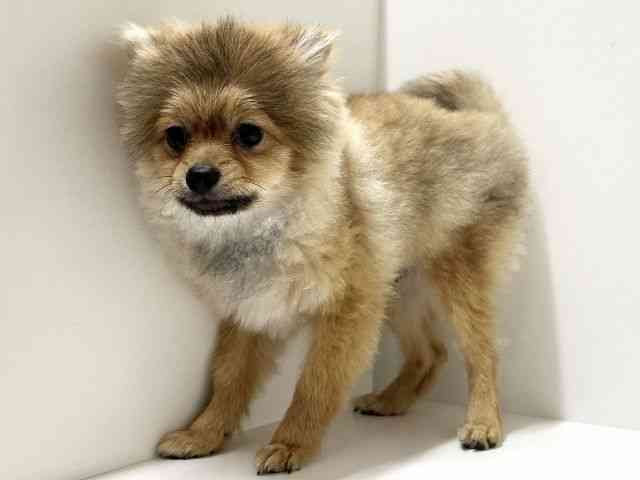 愛知県のポメラニアン (ひごペットフレンドリーららぽーと名古屋みなとアクルス店/2025年5月25日生まれ/男の子/オレンジ)の子犬の2枚目の画像