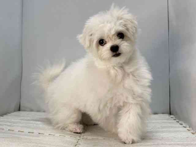 島根県のチワマル/マルチワ(チワワ×マルチーズ) (ひごペットフレンドリーイオンモール出雲店/2025年5月18日生まれ/女の子/ホワイト)の子犬の2枚目の画像