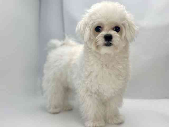 島根県のチワマル/マルチワ(チワワ×マルチーズ) (ひごペットフレンドリーイオンモール出雲店/2025年5月18日生まれ/女の子/ホワイト)の子犬の2枚目の画像