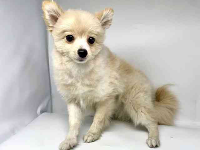 徳島県のポメラニアン (ひごペットフレンドリーゆめタウン徳島店/2025年5月21日生まれ/男の子/クリーム)の子犬の2枚目の画像