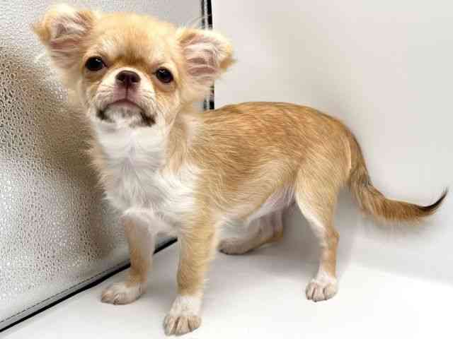 京都府のチワワ(ロング) (ひごペットフレンドリーイオンモール高の原店/2025年5月26日生まれ/女の子/フォーンホワイト)の子犬の2枚目の画像