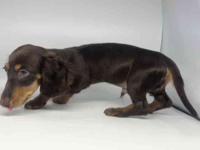 徳島県のミニチュアダックスフンド(ロング) (ひごペットフレンドリーゆめタウン徳島店/2025年5月30日生まれ/男の子/チョコレートタン)の子犬の2枚目の画像