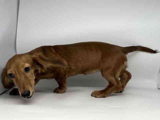 徳島県のミニチュアダックスフンド(ロング) (ひごペットフレンドリーゆめタウン徳島店/2025年5月30日生まれ/女の子/レッド)の子犬の2枚目の画像