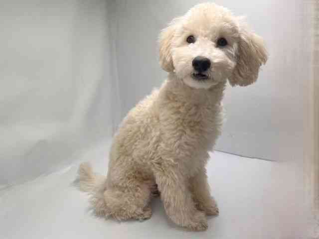 京都府のトイプードル(トイ) (ひごペットフレンドリー洛北阪急スクエア店/2025年6月1日生まれ/男の子/クリーム)の子犬の2枚目の画像