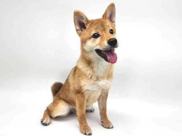 大阪府のハーフ犬・ミックス犬 (ひごペットフレンドリー泉ヶ丘店/2025年5月31日生まれ/女の子/赤)の子犬の2枚目の画像