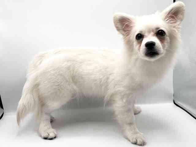 京都府のハーフ犬・ミックス犬 (ひごペットフレンドリーイオンモール高の原店/2025年6月4日生まれ/男の子/クリーム)の子犬の2枚目の画像