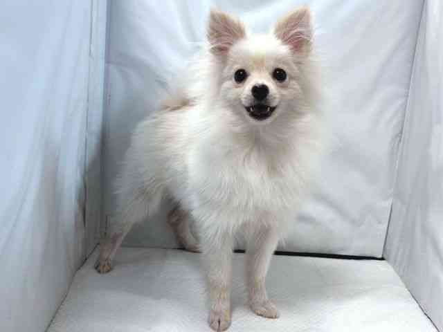 大阪府のポメラニアン (ひごペットフレンドリー堺プラットプラット店/2025年6月2日生まれ/男の子/クリーム)の子犬の2枚目の画像