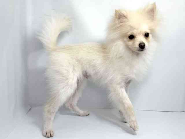 大阪府のポメラニアン (ひごペットフレンドリーイオンそよら海老江店/2025年6月2日生まれ/男の子/クリーム)の子犬の2枚目の画像