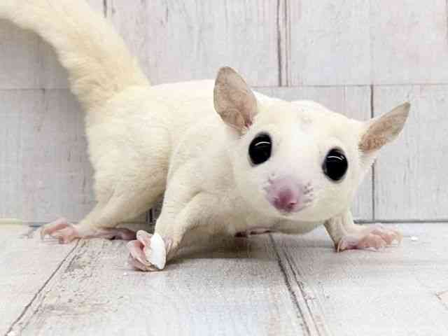 フクロモモンガ[【リューシ】フェスタ開催中！2026年2月1日まで特別