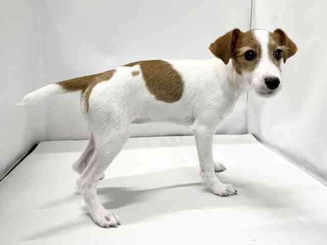 愛媛県のジャックラッセルテリア (ひごペットフレンドリーイオンモール今治新都市店/2025年6月8日生まれ/女の子/ホワイトタン)の子犬の2枚目の画像