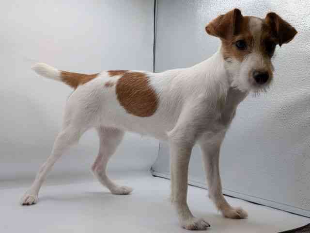 香川県のジャックラッセルテリア (ひごペットフレンドリーゆめタウン高松店/2025年6月8日生まれ/女の子/ホワイトタン)の子犬の2枚目の画像