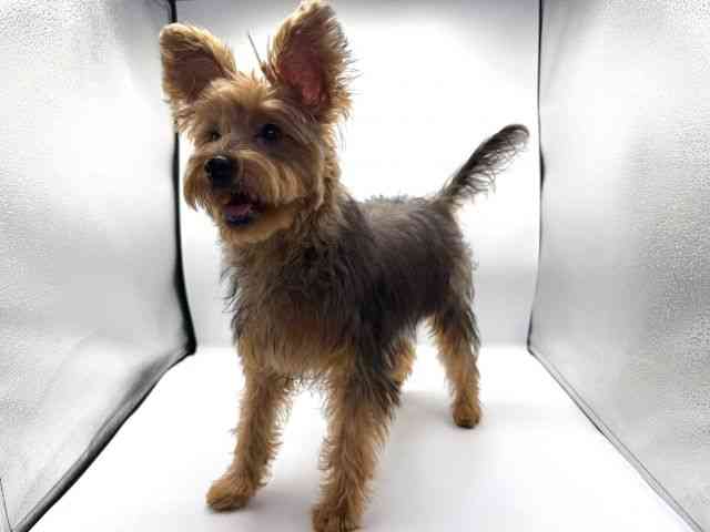 愛知県のヨープー(ヨークシャーテリア×プードル) (ひごペットフレンドリープライムツリー赤池店/2025年6月8日生まれ/男の子/スチールブルータン)の子犬の2枚目の画像